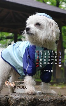 2014_06_calendar_Android