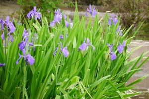 散歩道の公園の池に咲いてた菖蒲