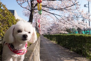 さくらは置いといて、僕の耳に注目！