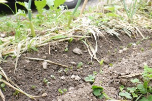 数日置きに収穫サイズに、あっという間に一列は収穫終了。ということで、連作になるので土を少し加えて、もう一回ラディッシュの種蒔き。２日で発芽！温かくなって、さらに成長早いのかも！