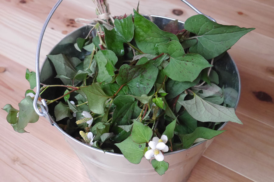 邪魔物扱いは今日で終わり とっても役立つドクダミで化粧水