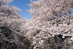 石神井川の桜並木