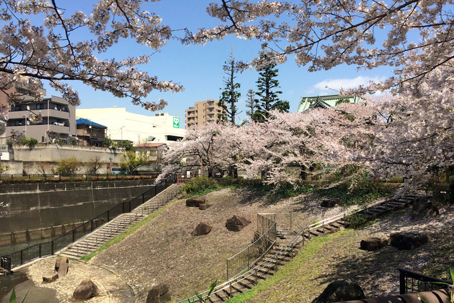 音無緑地　洪水のときの遊水池です