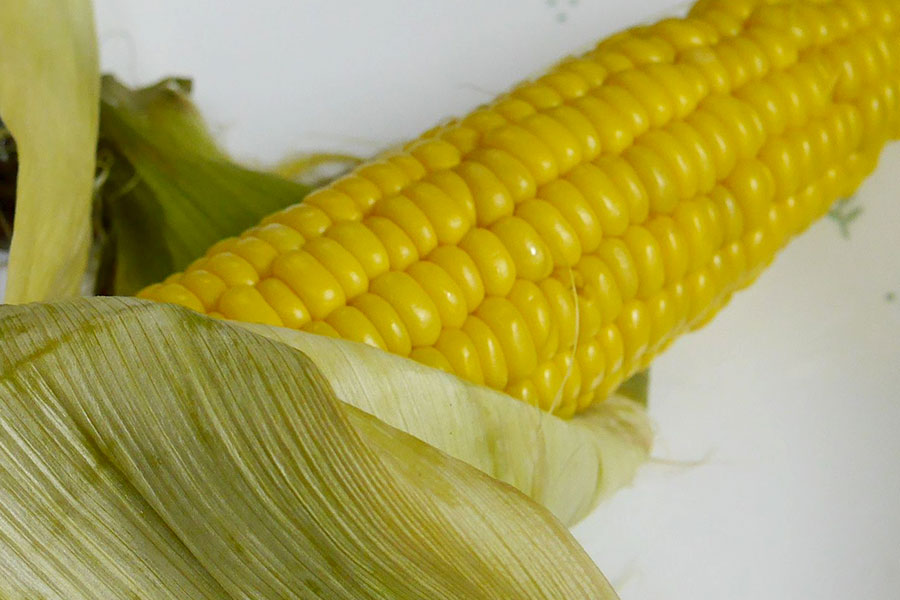 corn_0637_2 とうもろこし