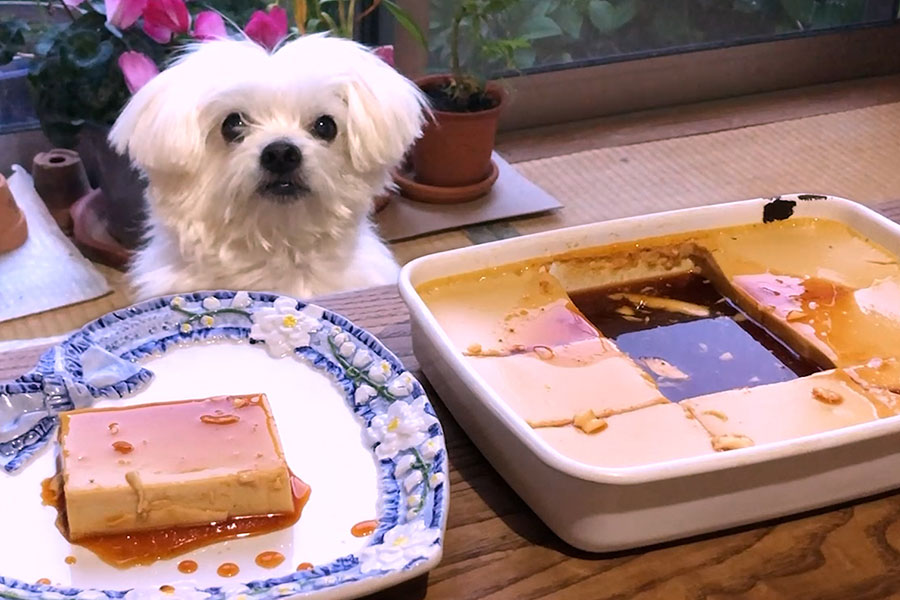 みんなでシェア美味しい魔法の大きな焼きプリンを作ろう あさりおん