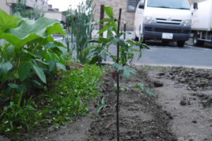 よもぎの植え付け