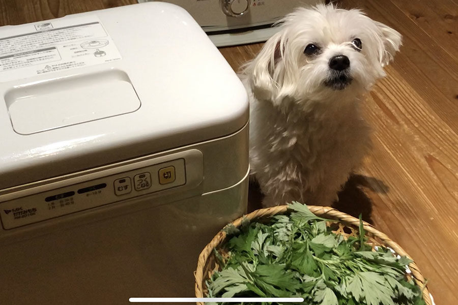 よもぎから育てる よもぎ餅の作り方 よもぎを植える あさりおん よもぎから育てる よもぎ餅の作り方 よもぎを植える あさりおん