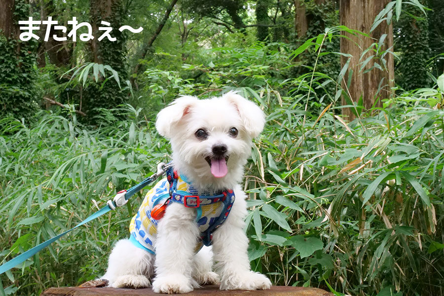 愛犬まる天国へ…